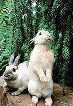 Haltung von Kaninchen