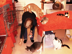 Gruppenhaltung von Katzen