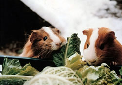 Haltung von Meerschweinchen